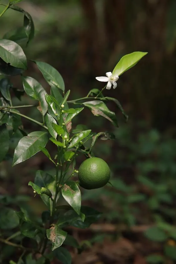 Breezeinn Ramakkalmedu India