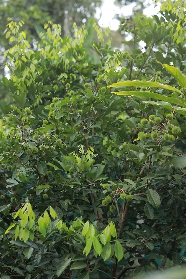 Breezeinn Ramakkalmedu 0*,  India
